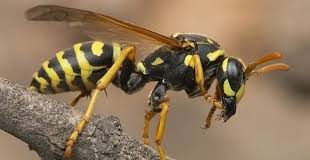 Un sentiment de guêpes